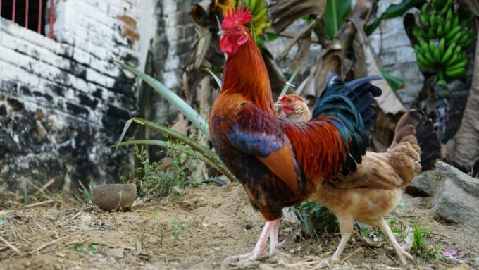 Yelapa All Inclusive Tour - Important Reminders