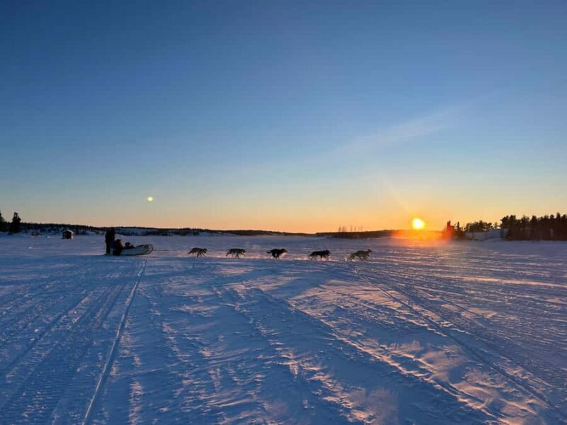 Yellowknife: Indigenous Dog Sledding Experience - The Sum Up