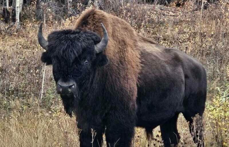 Yellowknife: Wild Bison Highway Tour - An In-Depth Look at the Bison Highway Tour