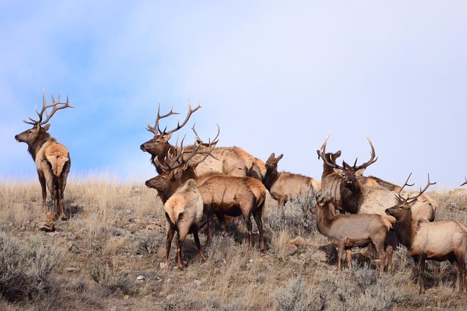 Yellowstone and Grand Teton 4 Day 3 Night Wildlife Adventure - Accommodation and Inclusions