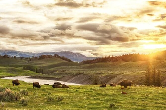 Yellowstone and Grand Teton 4 Day 3 Night Wildlife Adventure - Small Group Experience