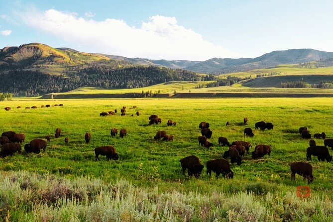 Yellowstone and Grand Teton Audio Driving Tour - Trip Planning Tools