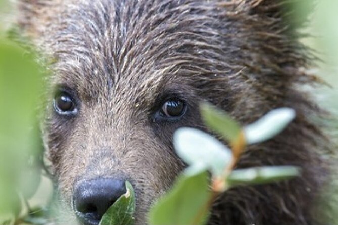 Yellowstone and Grand Teton National Parks Wildlife Adventure (2 Day/1 Night) - Wildlife Spotting Opportunities