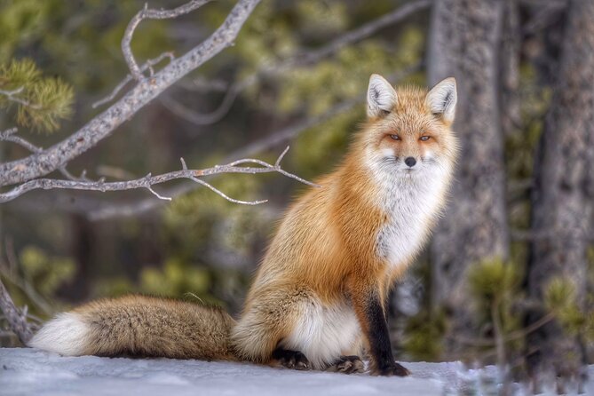 Yellowstone and Grand Teton National Parks Wildlife Adventure (2 Day/1 Night) - Inclusions and Exclusions