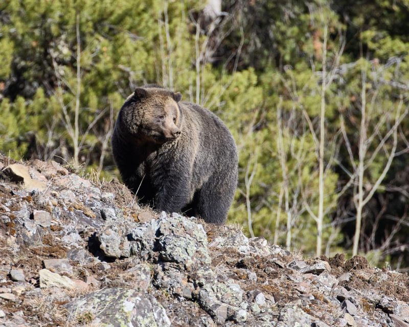 Yellowstone: Bespoke Photo Tour - Winter - Key Points