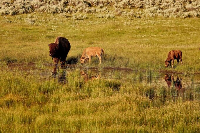 Yellowstone: Bespoke Photo Tour - Winter - Flexible Customization