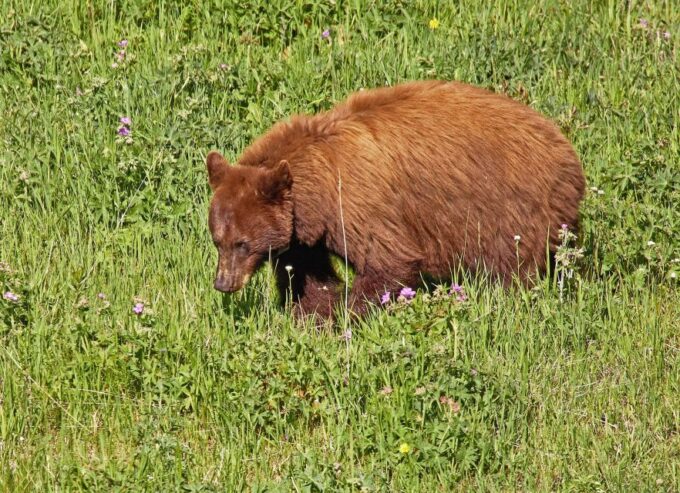 Yellowstone: Bespoke Photo Tour - Winter - Experienced Guide and Naturalist