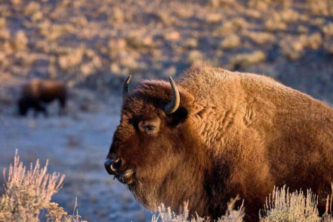 Yellowstone: Bespoke Photo Tour - Winter - Frequently Asked Questions