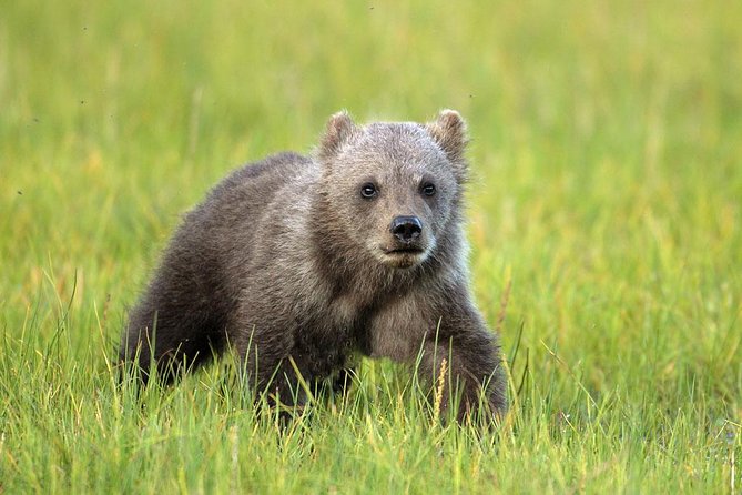 Yellowstone Custom Wildlife and Nature Tour - Photography Tips and Guidance