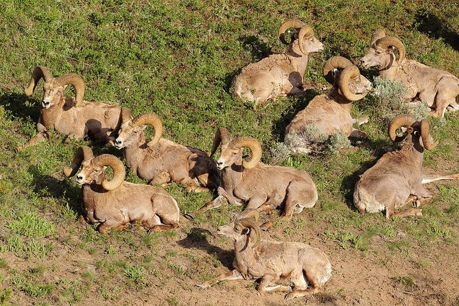 Yellowstone Custom Wildlife and Nature Tour - National Parks Pass Requirement
