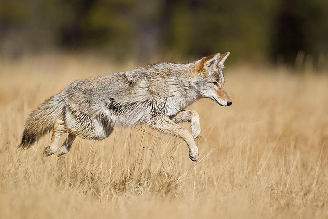 Yellowstone Custom Wildlife and Nature Tour - Lunch Options for the Tour