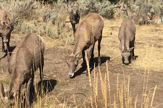 Yellowstone For Kids All-inclusive"Family Fun" Tours PU Cody Wy - Pickup and Drop-off Details