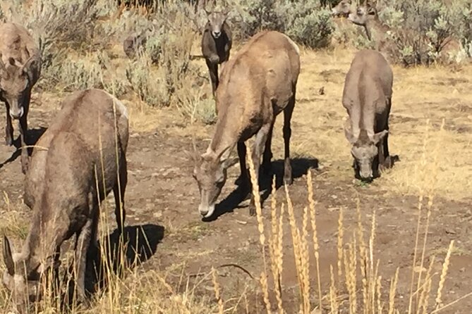 Yellowstone for Kids Family Fun Tour W/Pu in West Yellowstone - Inclusions