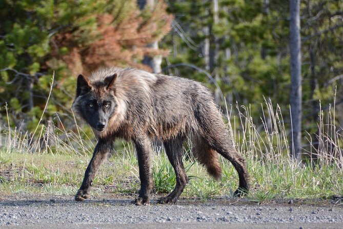 Yellowstone for Kids Family Fun Tour W/Pu in West Yellowstone - Positive Guest Experiences
