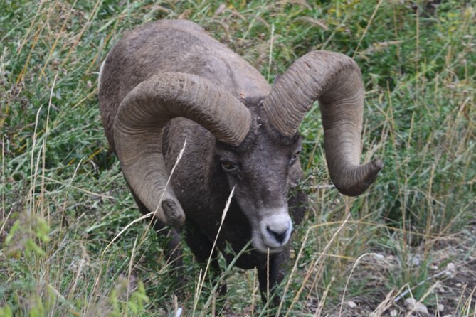 Yellowstone for Kids Family Fun Tour W/Pu in West Yellowstone - Memorable Park Highlights