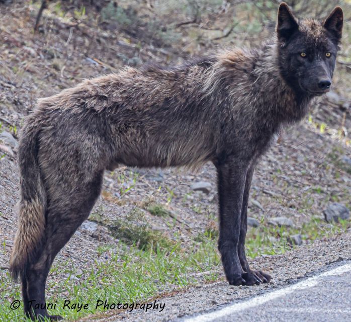 Yellowstone: Full-Day Private Guided Tour by Car With Lunch - Tour Inclusions
