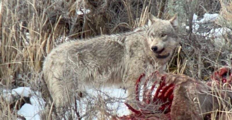 Yellowstone: Full-Day Private Guided Tour by Car With Lunch - Tour Highlights and Activities
