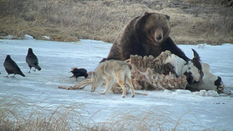 Yellowstone: Full-Day Private Guided Tour by Car With Lunch - Customer Experiences and Reviews