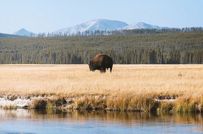 Yellowstone Full Day Small Group Tour (from West Yellowstone) - The Balance of Experience and Education