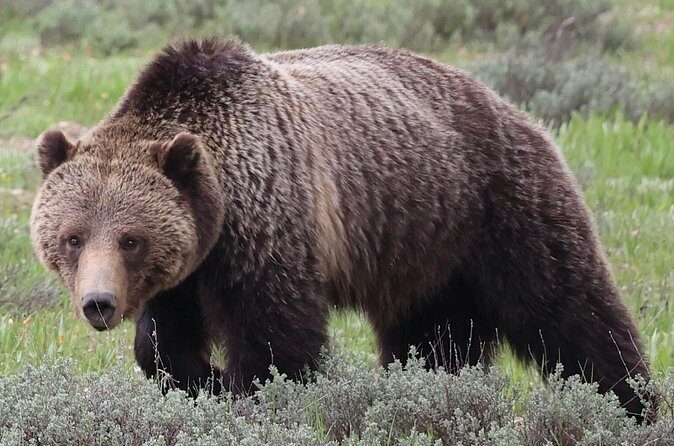 Yellowstone Full Day Tours - Practicalities and Considerations
