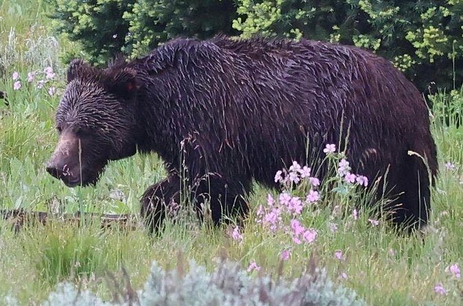 Yellowstone Full Day Tours - The Sum Up