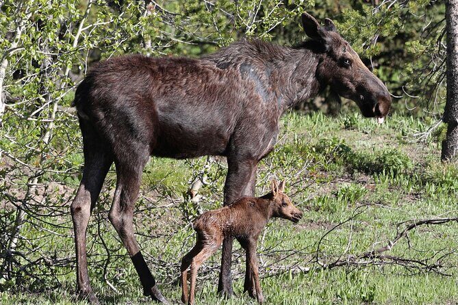Yellowstone Full Day Tours - FAQs