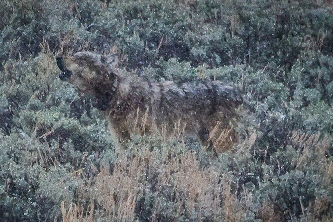 Yellowstone Full-Day Upper Loop Wildlife Adventure W/Lunch - Wildlife Viewing and Equipment