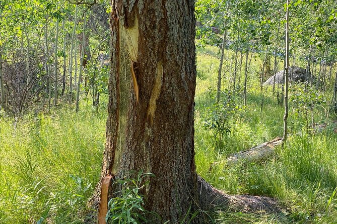 Yellowstone Full-Day Upper Loop With Wildlife Adventure W/Lunch - Pickup and Meeting Information
