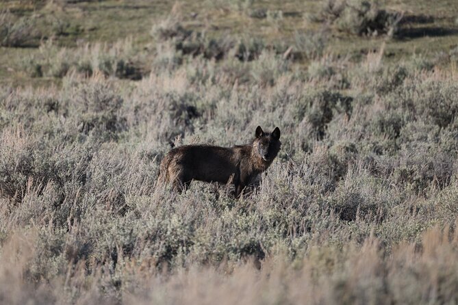 Yellowstone Full-Day Upper Loop With Wildlife Adventure W/Lunch - Exploring the Yellowstone Upper Loop
