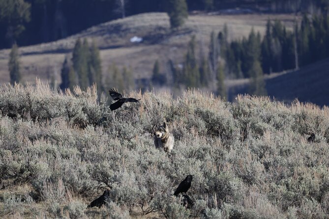 Yellowstone Full-Day Upper Loop With Wildlife Adventure W/Lunch - Lunch and Refreshments
