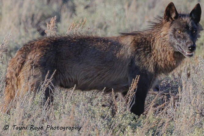 Yellowstone Full-Day Upper Loop With Wildlife Adventure W/Lunch - Additional Information