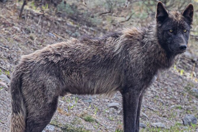 Yellowstone Full-Day Upper Loop With Wildlife Adventure W/Lunch - Geological Wonders