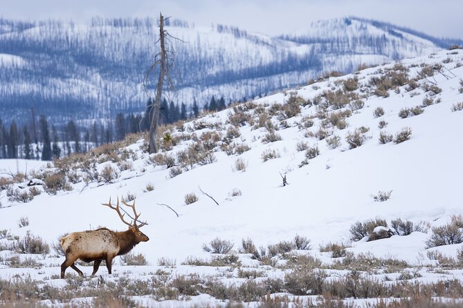Yellowstone Full Day Winter Tour (With Optional Hike or Snowshoe) - Pickup and Dropoff Logistics