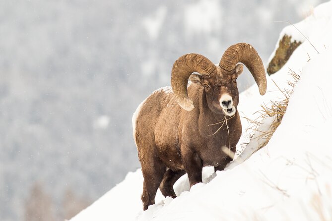 Yellowstone Full Day Winter Tour (With Optional Hike or Snowshoe) - Pricing and Guarantee