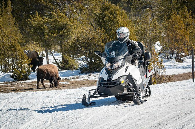 Yellowstone Grand Canyon Full Day Snowmobile Tour - FAQ