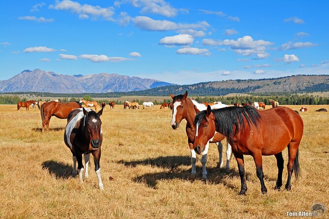 Yellowstone, Grand Teton, and Hot Springs: Small Group 5-Day Tour - Included Amenities