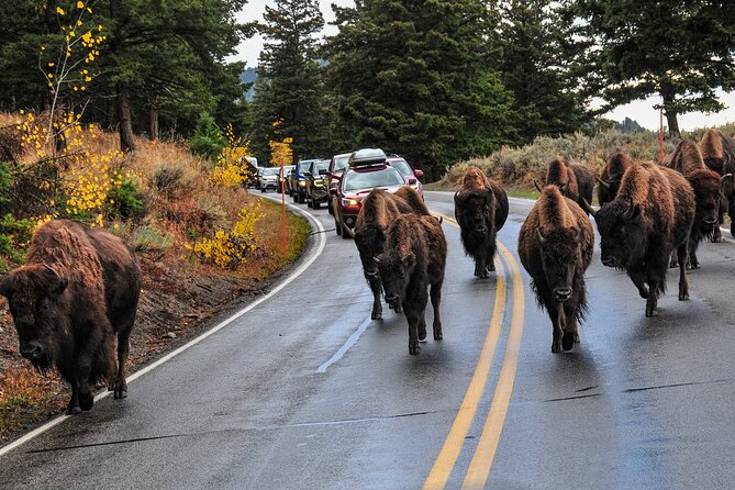 Yellowstone, Grand Teton, and Hot Springs: Small Group 5-Day Tour - Seasonal Activities and Changes
