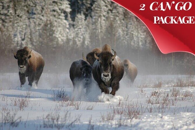 Yellowstone & Grand Teton National Parks Private Winter Tour 5-Day - Inclusions and Accommodations