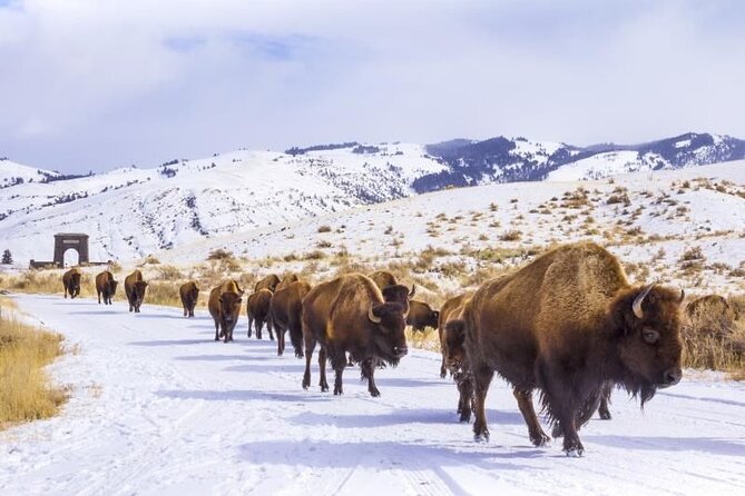 Yellowstone & Grand Teton National Parks Private Winter Tour 5-Day - Meeting and Pickup Information