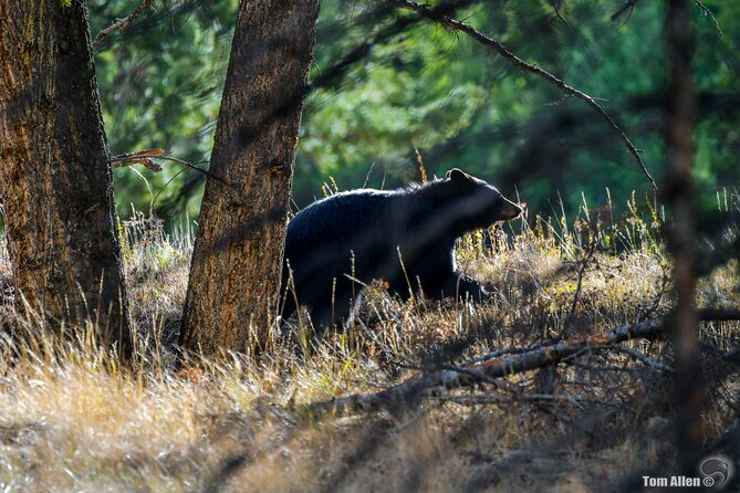 Yellowstone & Grand Teton National Parks: Small Group 3-Day Tour - Itinerary: Day 1