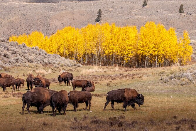 Yellowstone & Grand Teton National Parks: Small Group 4-Day Tour - Pickup and Cancellation