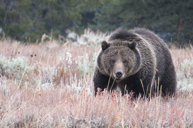 Yellowstone & Grand Teton National Parks - Ultimate Wildlife Safari - Group Experience