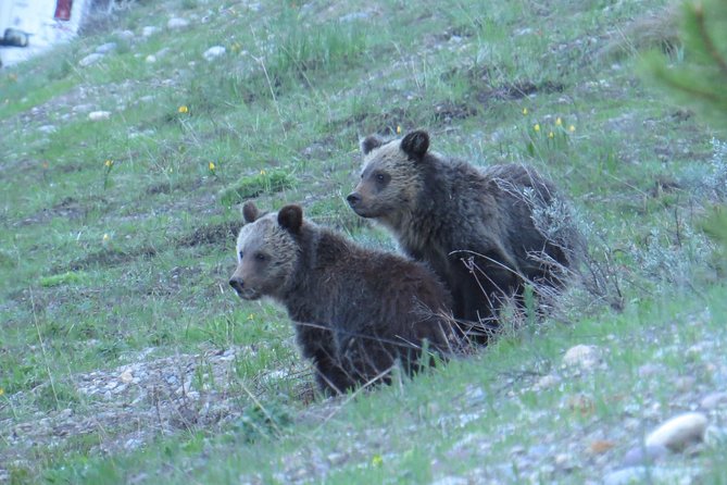 Yellowstone & Grand Teton National Parks - Ultimate Wildlife Safari - Booking Information