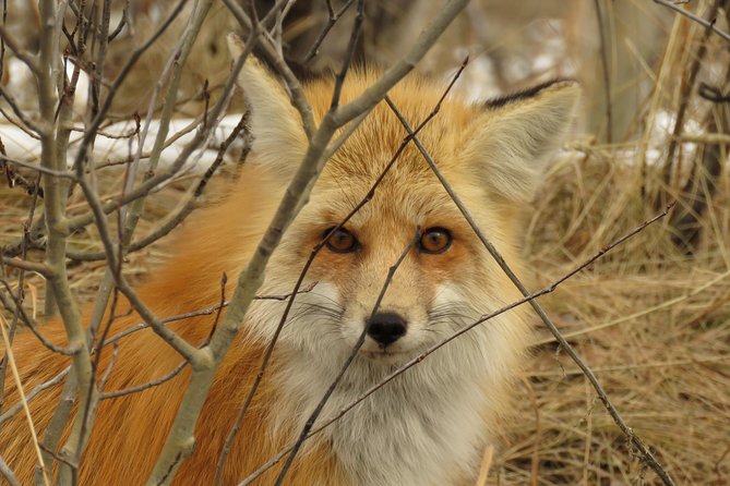 Yellowstone & Grand Teton National Parks - Ultimate Wildlife Safari - Wildlife Sightings