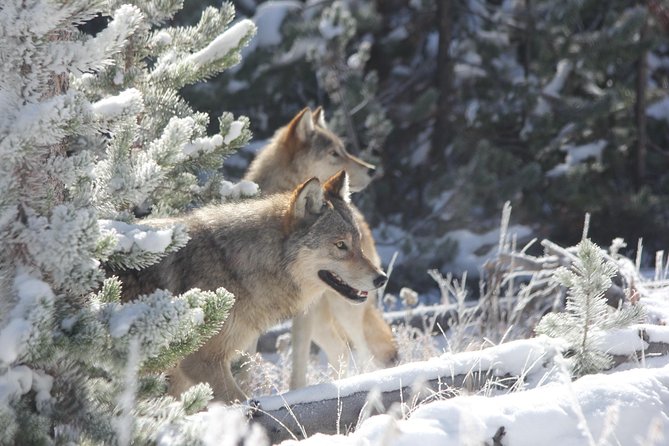 Yellowstone & Grand Teton National Parks - Ultimate Wildlife Safari - Itinerary Highlights