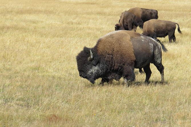Yellowstone & Grand Teton National Parks - Ultimate Wildlife Safari - Tour Duration