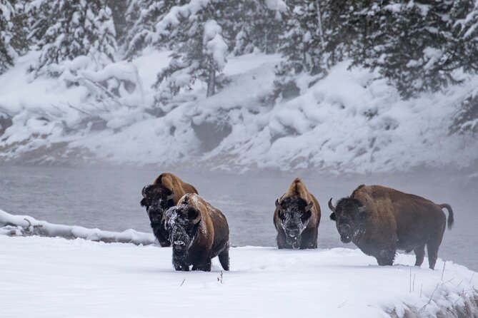 Yellowstone & Grand Teton National Parks Winter Tour: Small Group 4-Day Tour - Included Activities