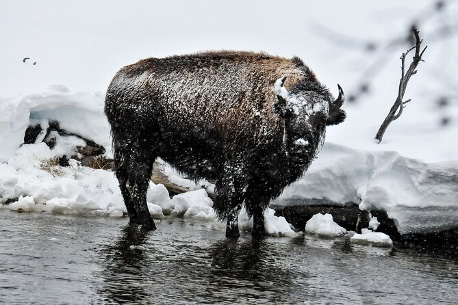 Yellowstone & Grand Teton National Parks Winter Tour: Small Group 4-Day Tour - Customer Feedback