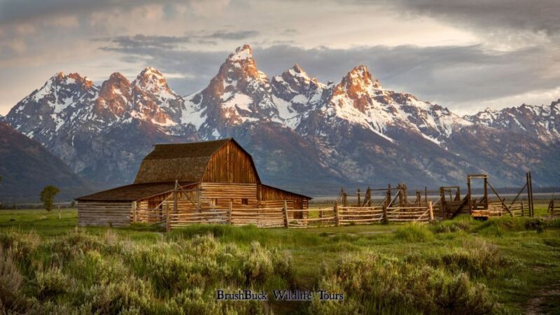 Yellowstone & Grand Tetons: 4-Day/3-Night Wildlife Adventure - Wildlife Viewing Opportunities