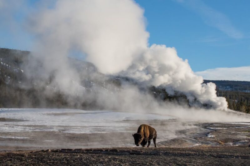 Yellowstone & Grand Tetons: 4-Day/3-Night Wildlife Adventure - Customer Feedback and Ratings